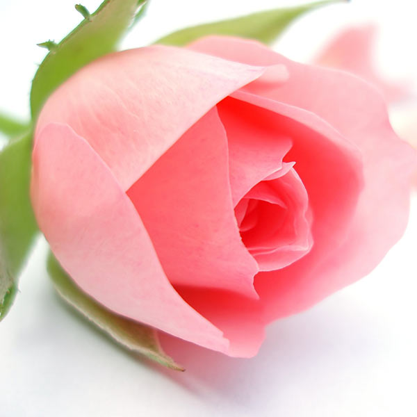 pink_rose